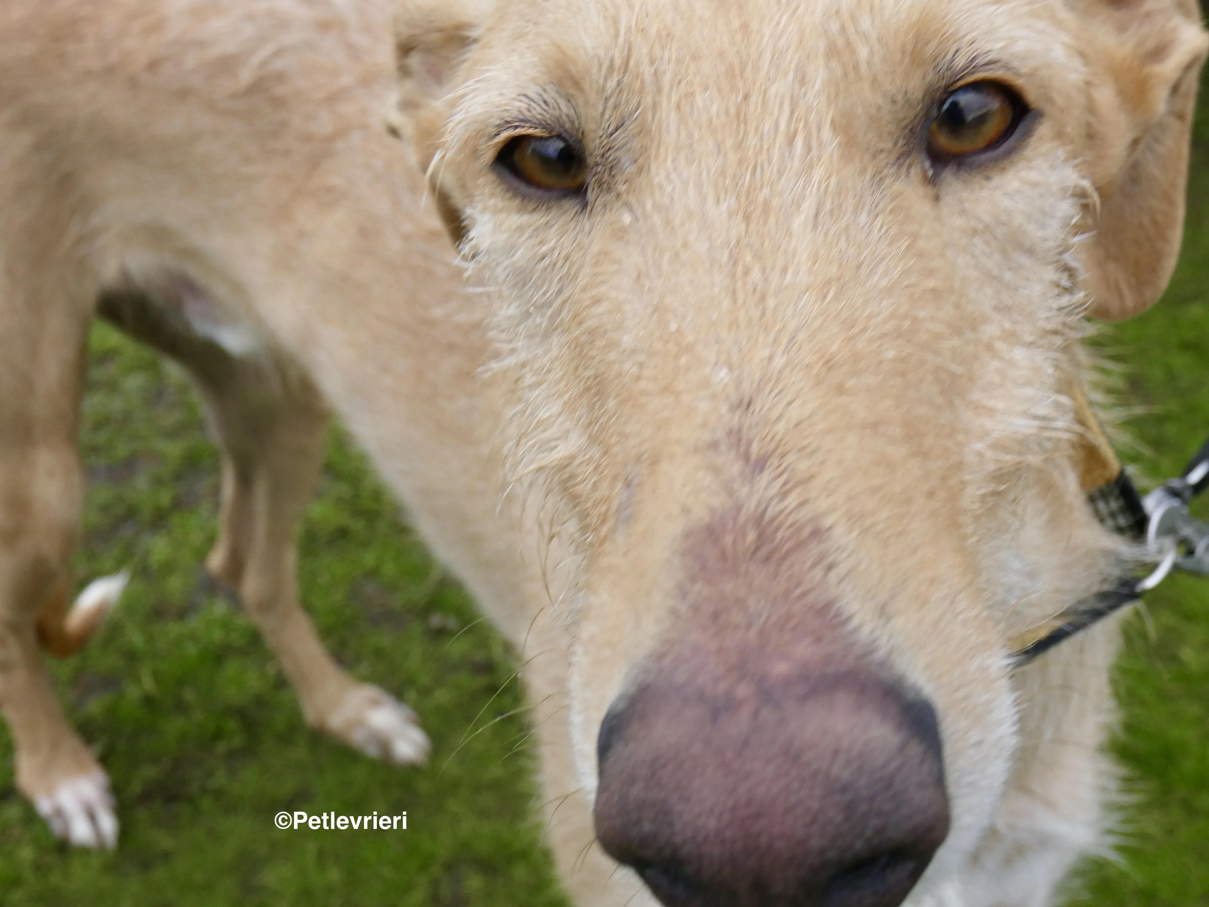 Chip 9541 adozione levrieri galgo 11