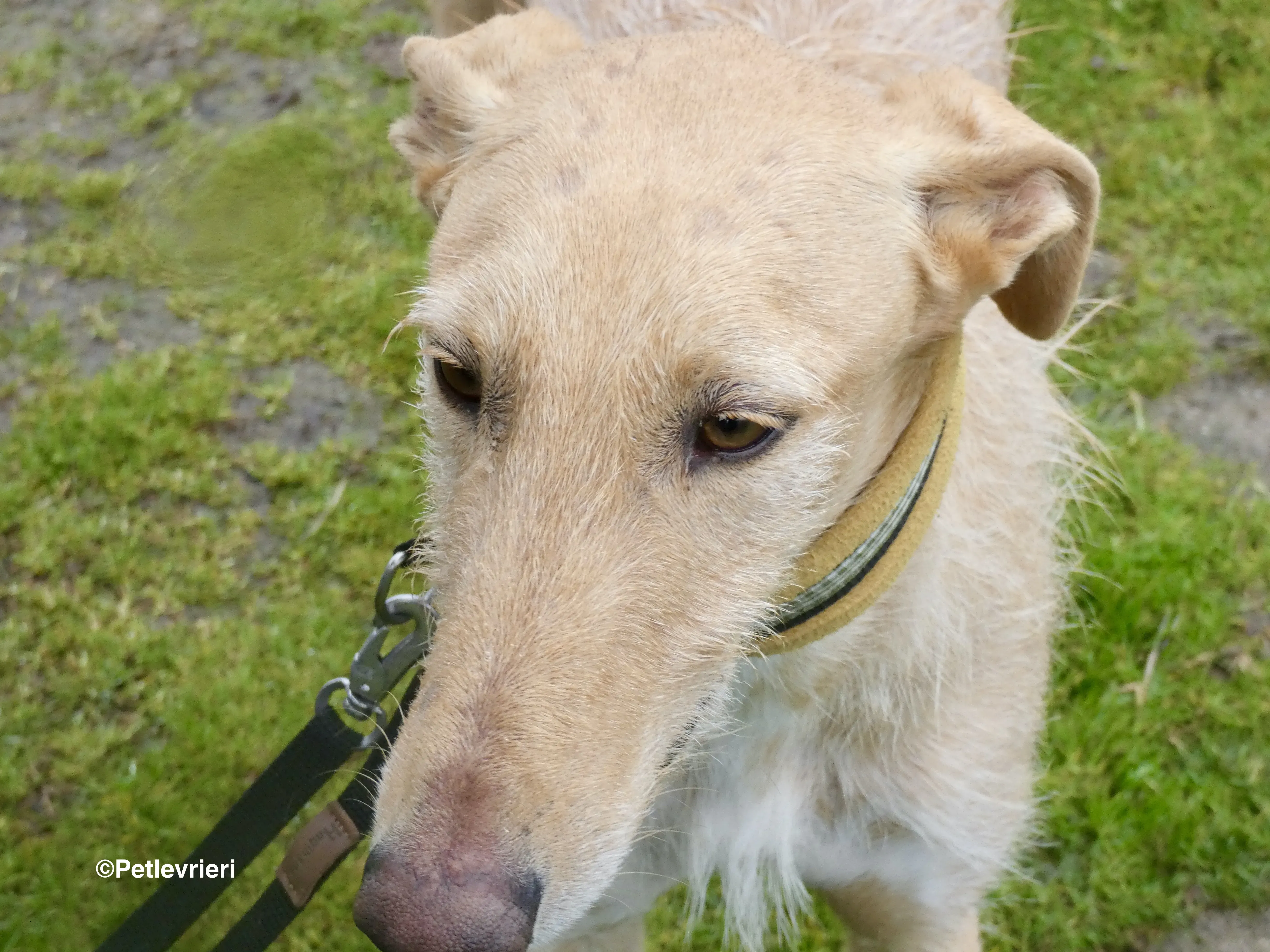 Chip 9541 adozione levrieri galgo 12