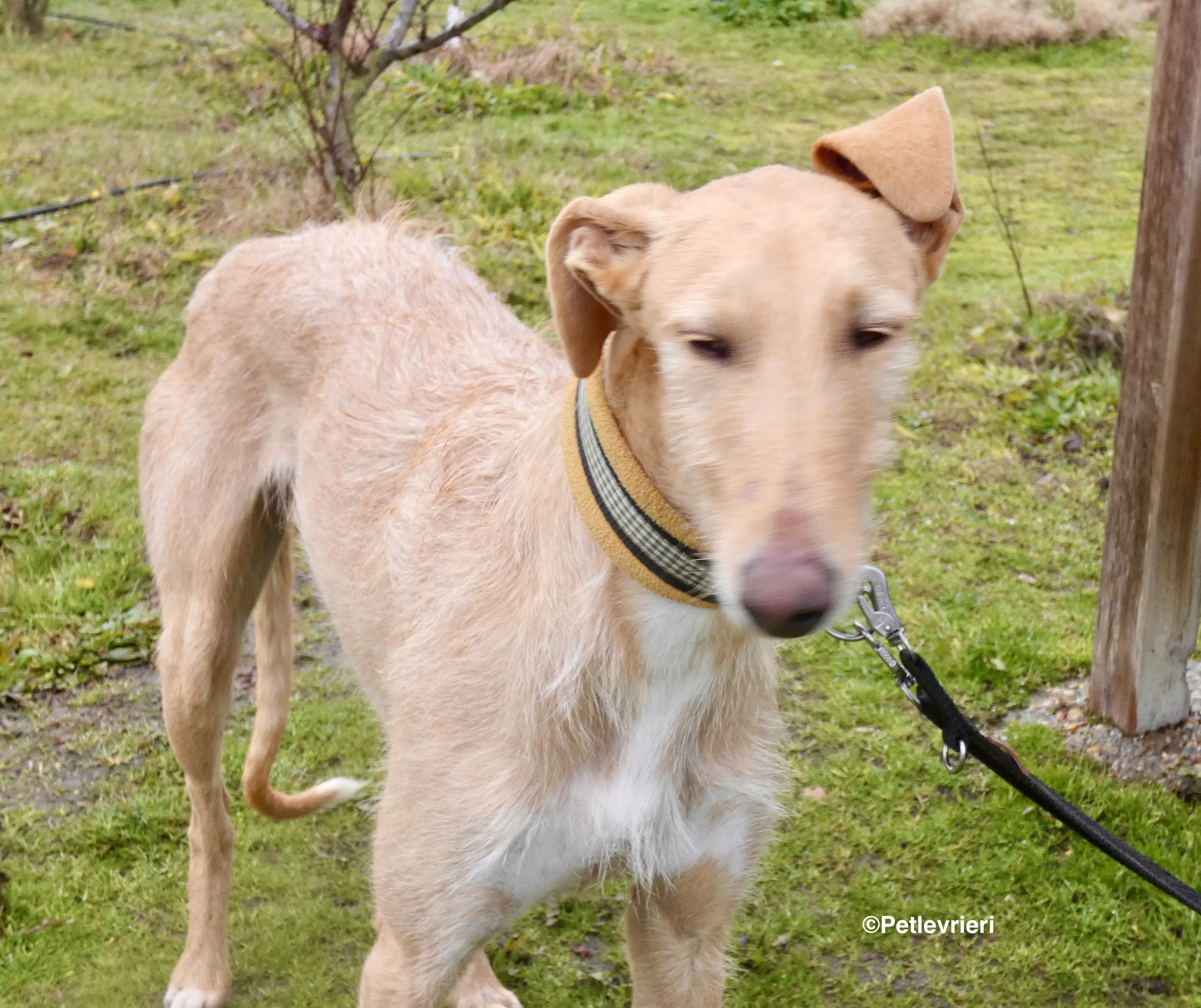 Chip 9541 adozione levrieri galgo 3