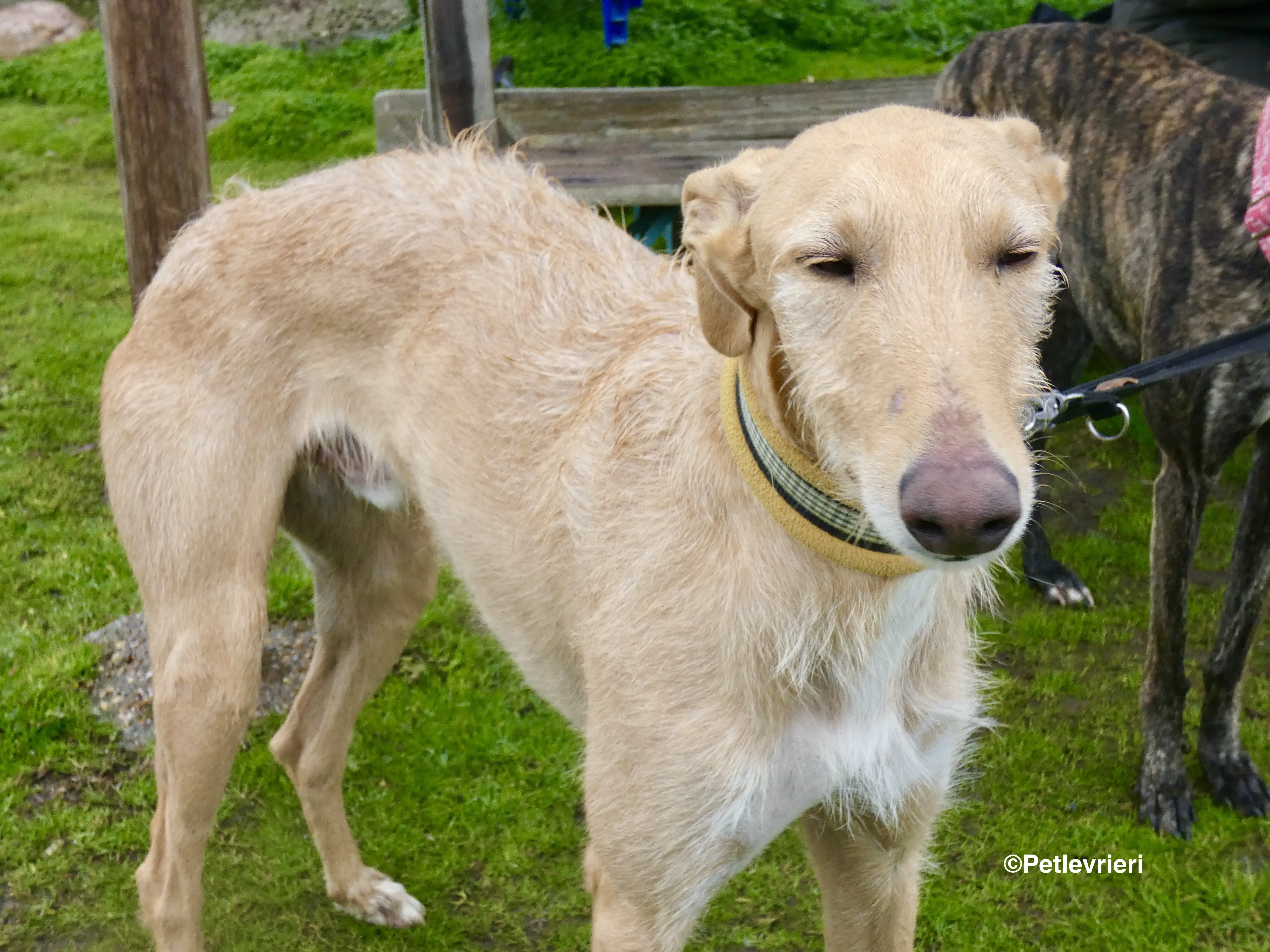 Chip 9541 adozione levrieri galgo 4