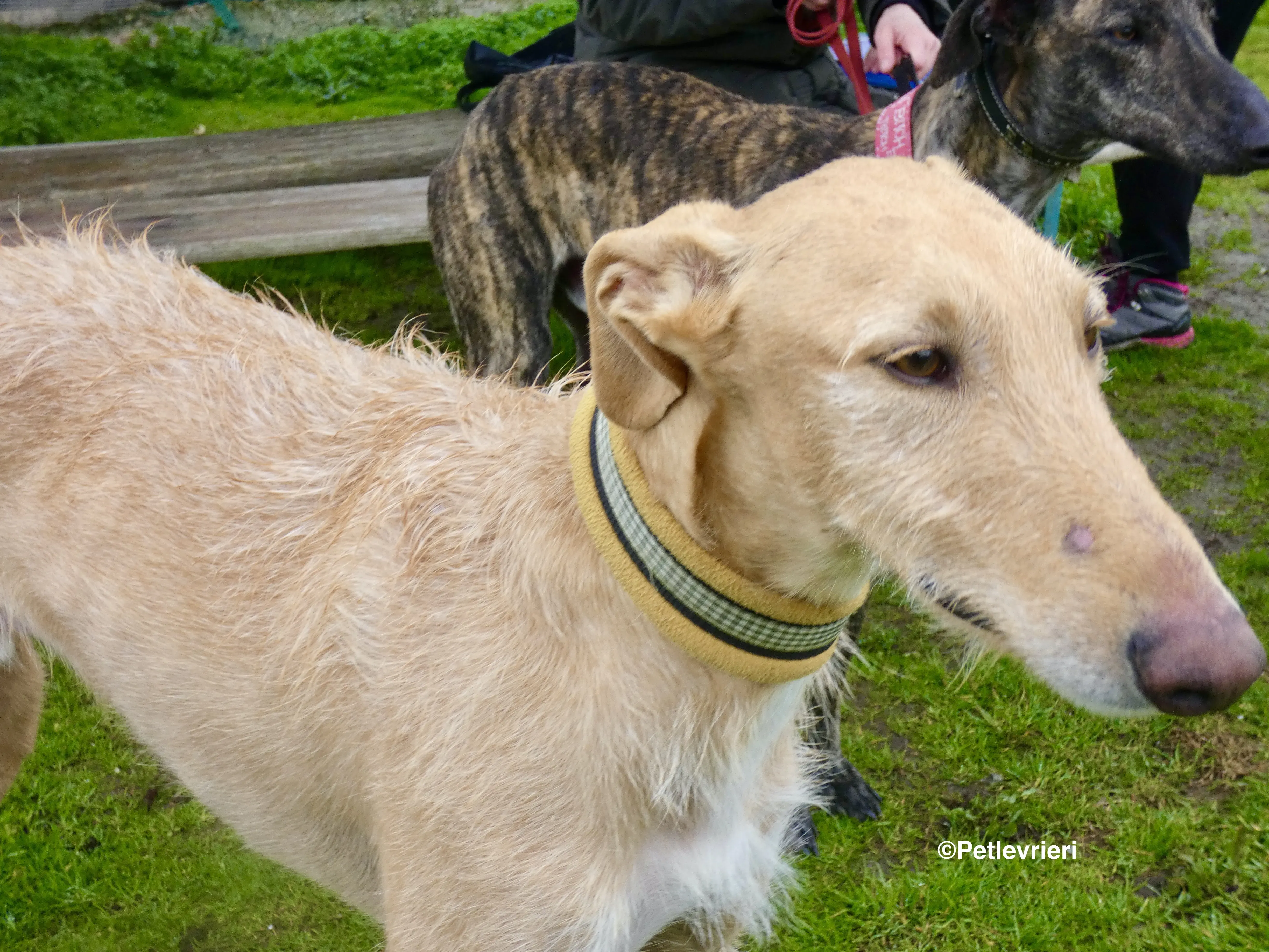 Chip 9541 adozione levrieri galgo 5