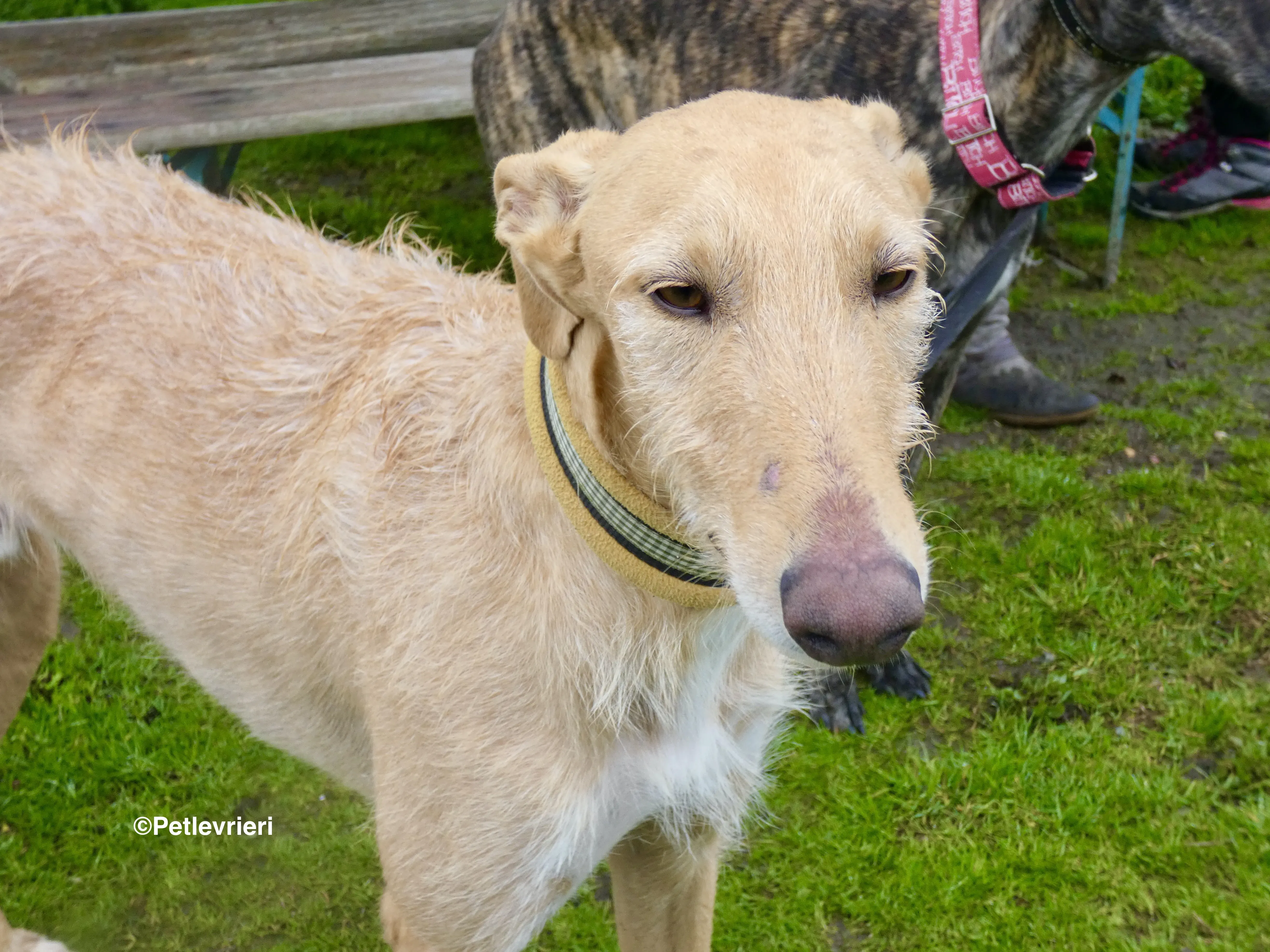 Chip 9541 adozione levrieri galgo 6