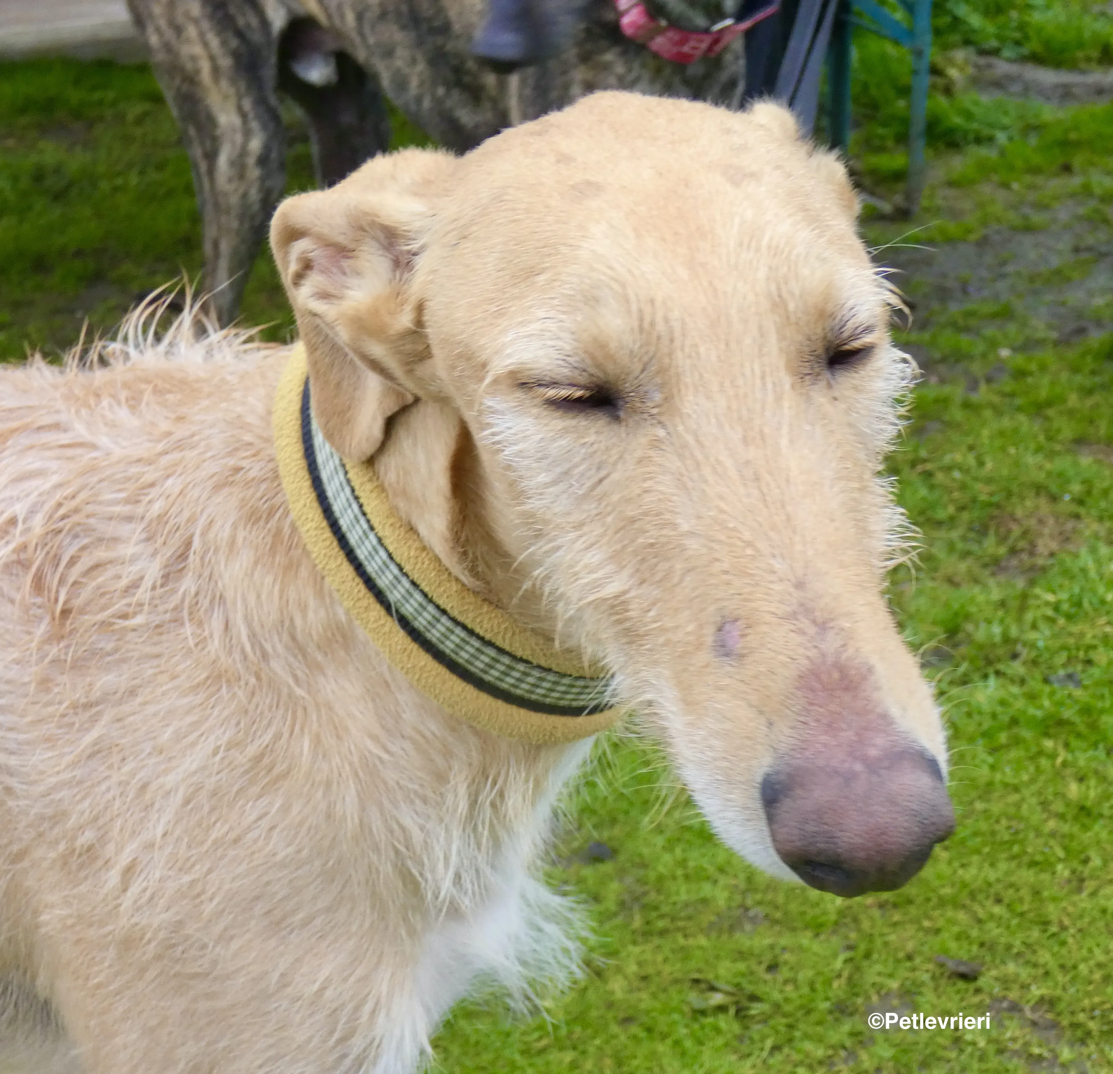 Chip 9541 adozione levrieri galgo 8