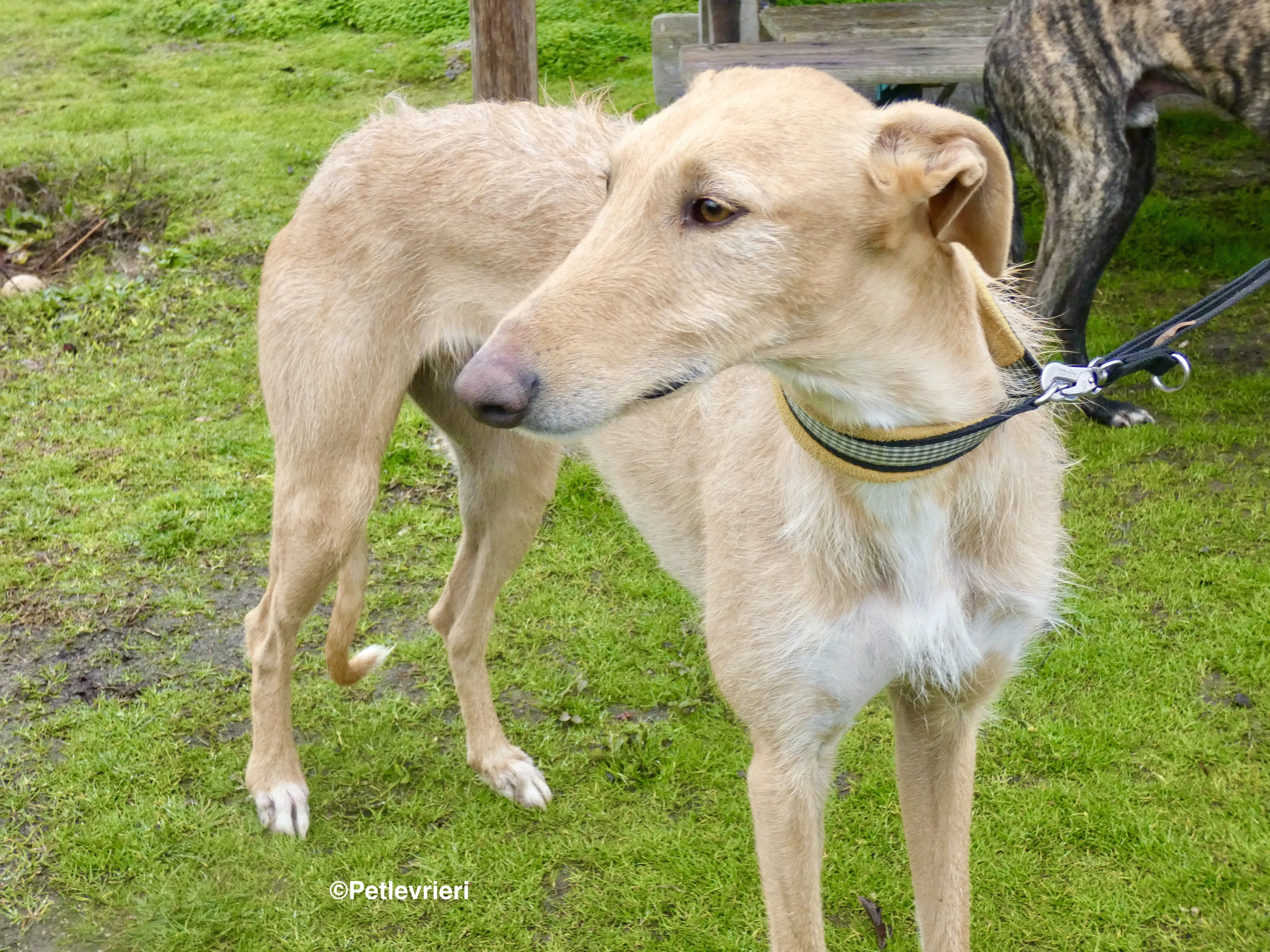 Chip 9541 adozione levrieri galgo 9