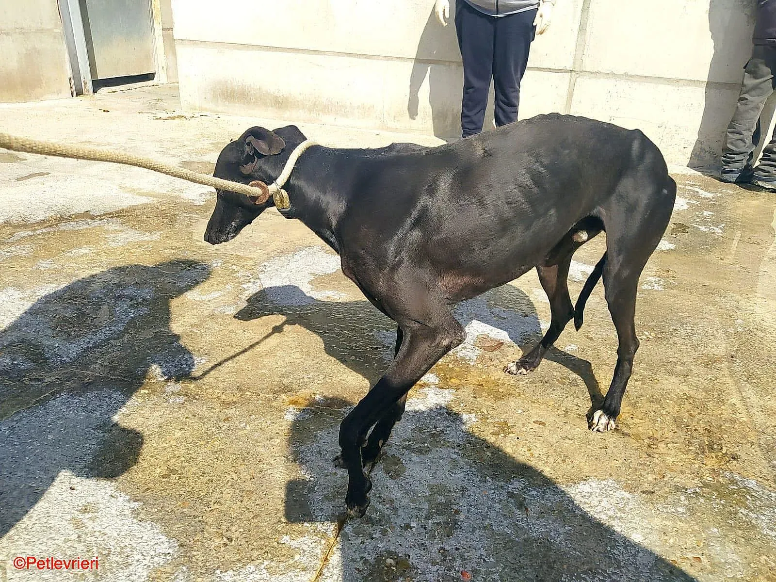 Chip0460 adozione levrieri galgo 01