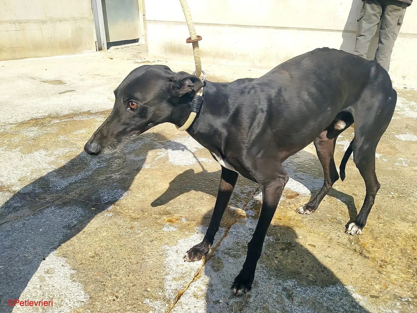 Chip0460 adozione levrieri galgo 02