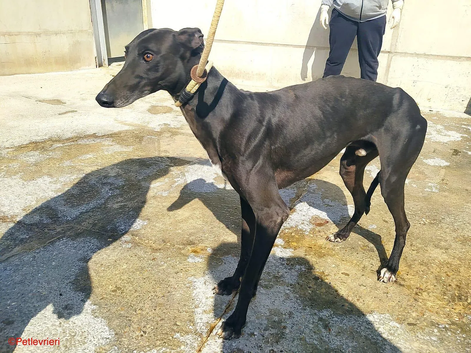 Chip0460 adozione levrieri galgo 03