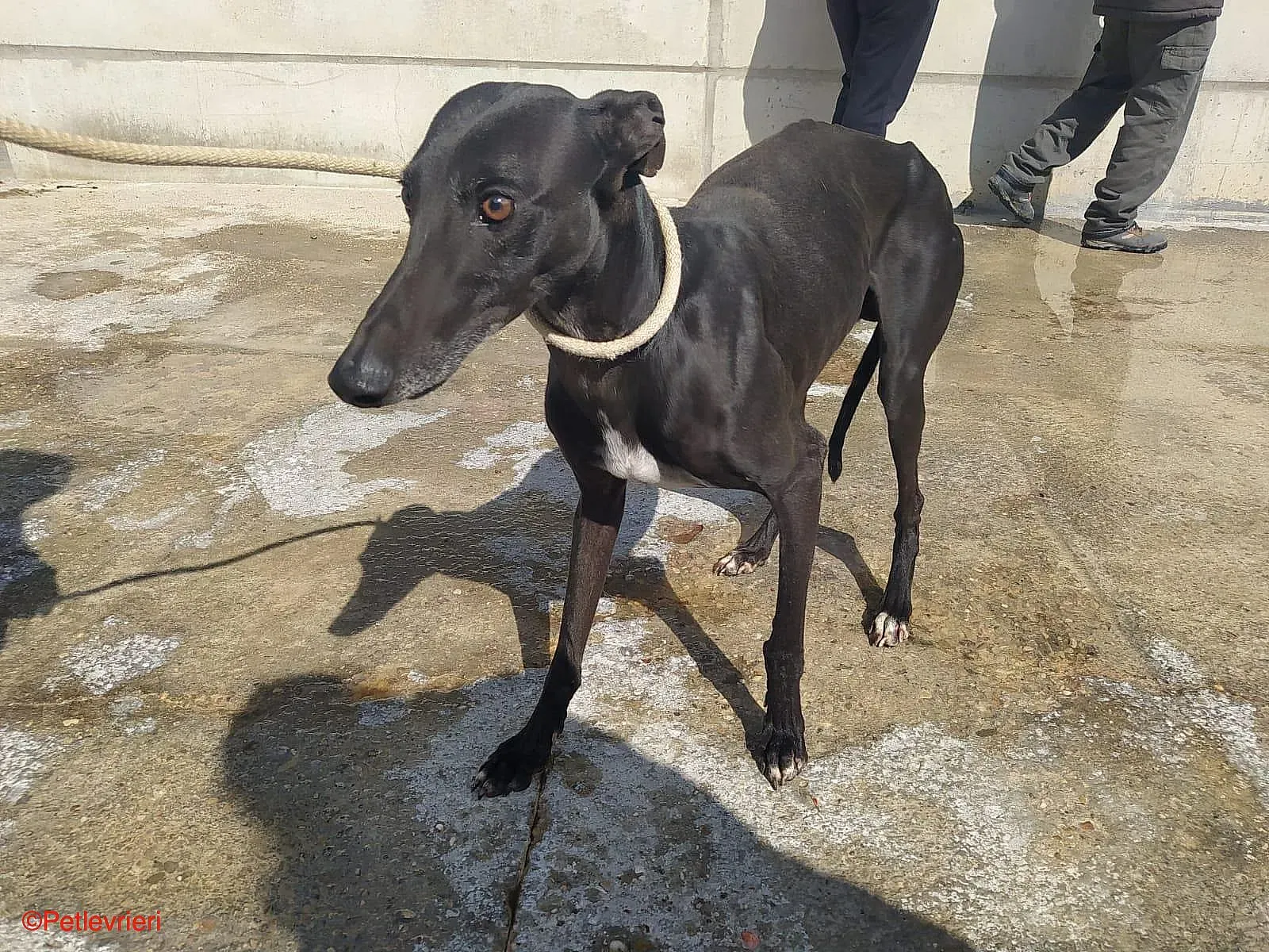 Chip0460 adozione levrieri galgo 04