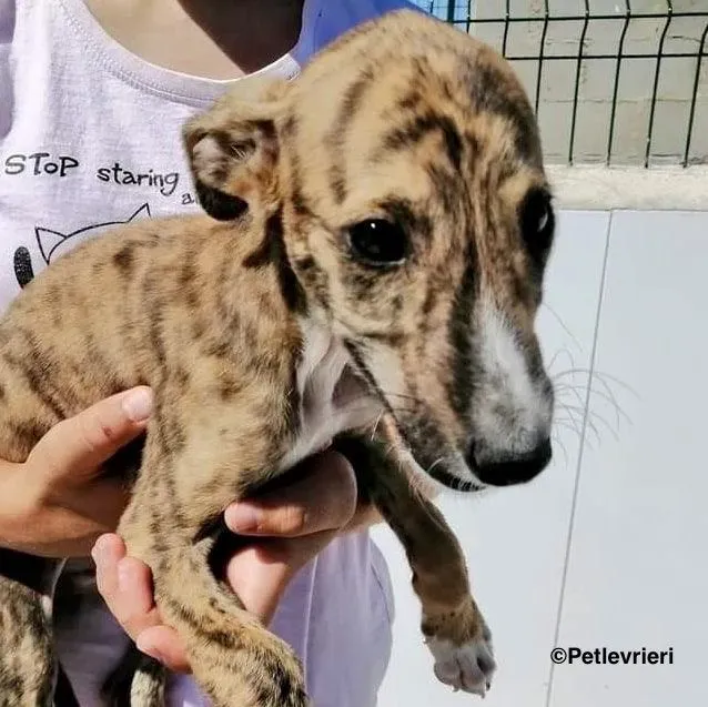 Chip5510 adozione levrieri galgo 1