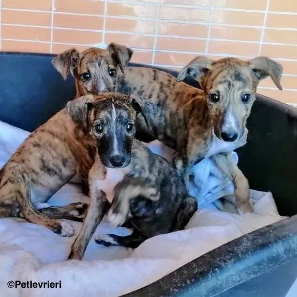 Chip5510 adozione levrieri galgo 2