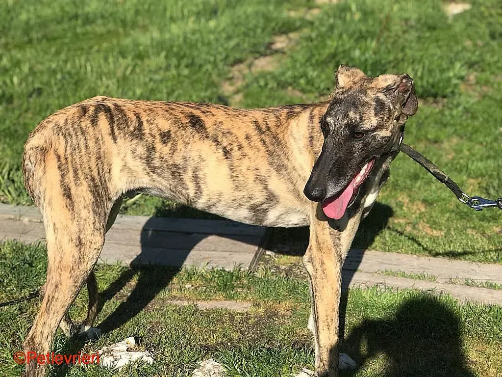 Chip8223 adozione levrieri galgo 010