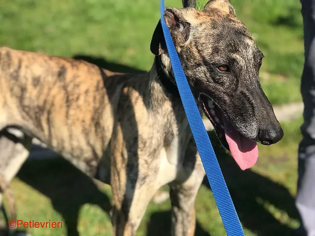 Chip8223 adozione levrieri galgo 011