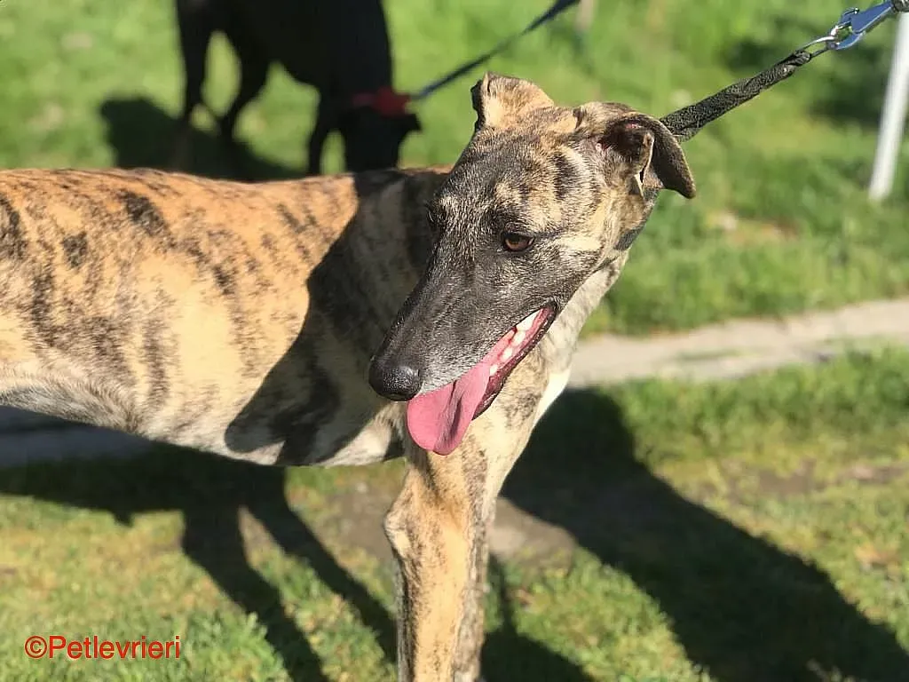 Chip8223 adozione levrieri galgo 012