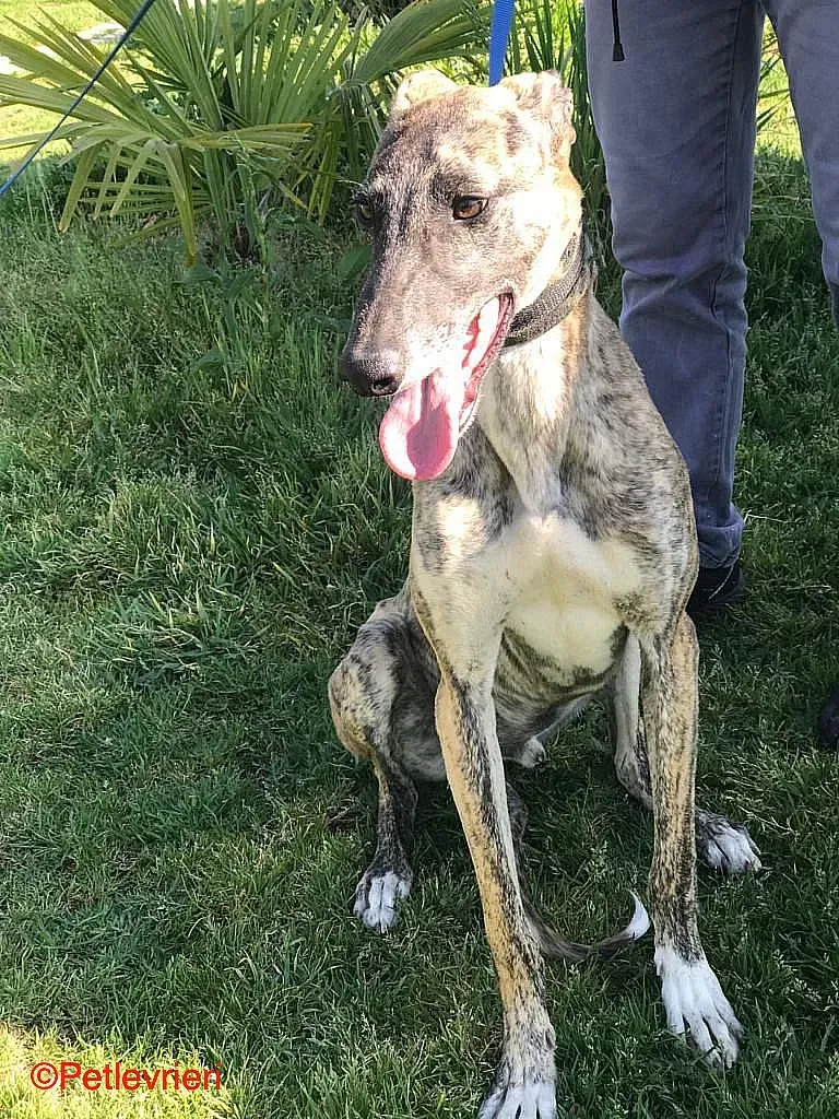 Chip8223 adozione levrieri galgo 013
