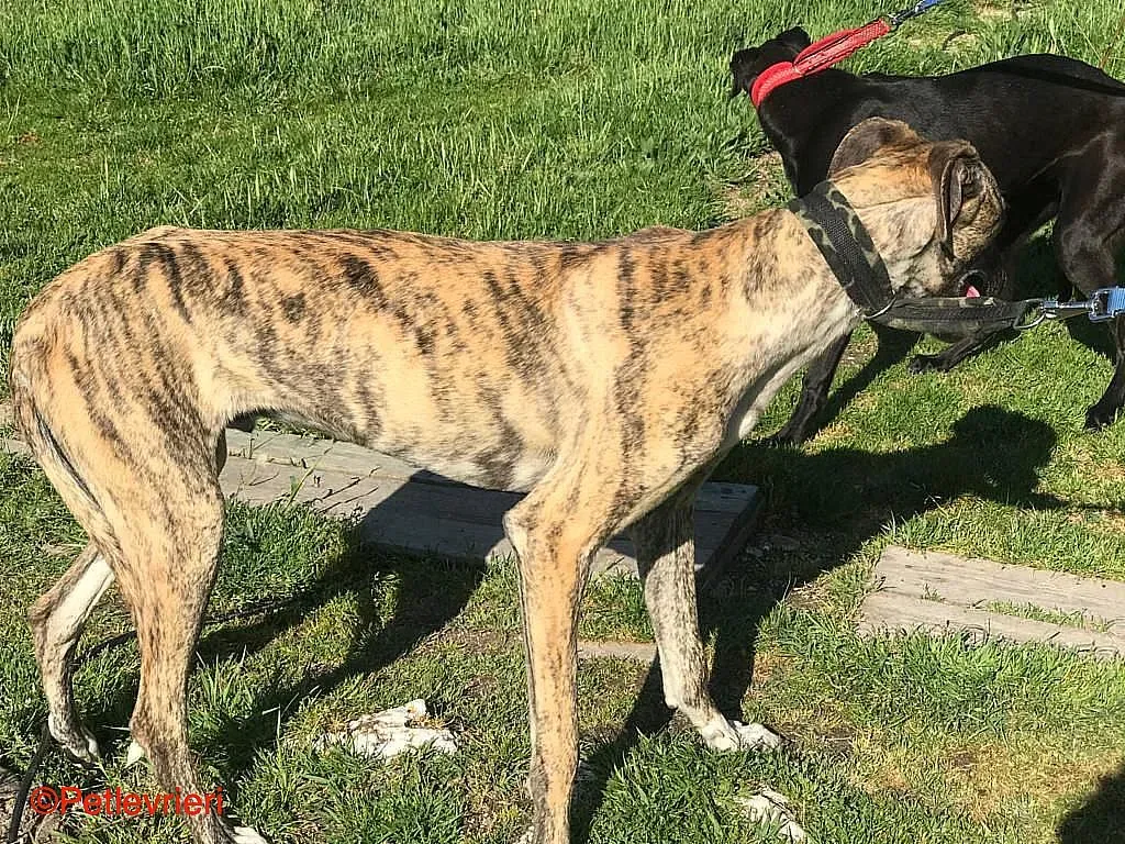 Chip8223 adozione levrieri galgo 014