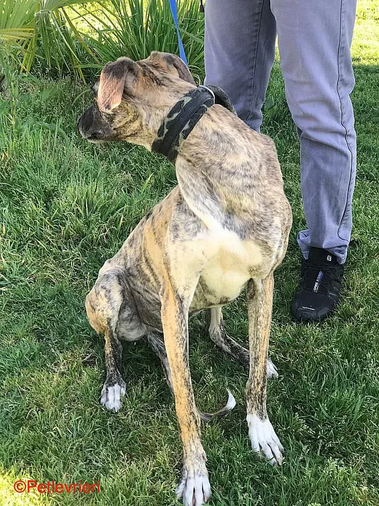 Chip8223 adozione levrieri galgo 02