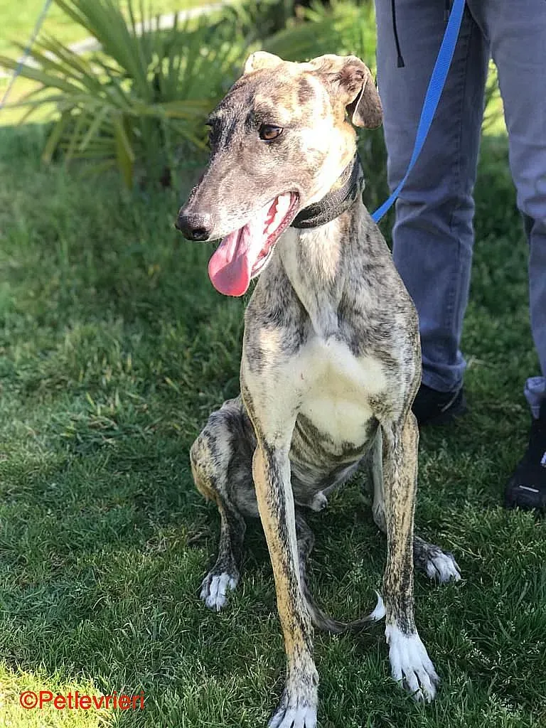 Chip8223 adozione levrieri galgo 03