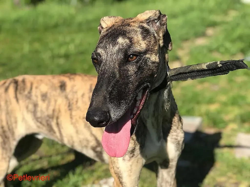 Chip8223 adozione levrieri galgo 04