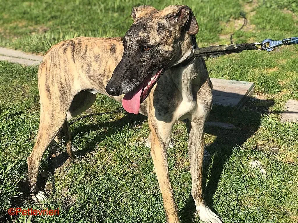 Chip8223 adozione levrieri galgo 05