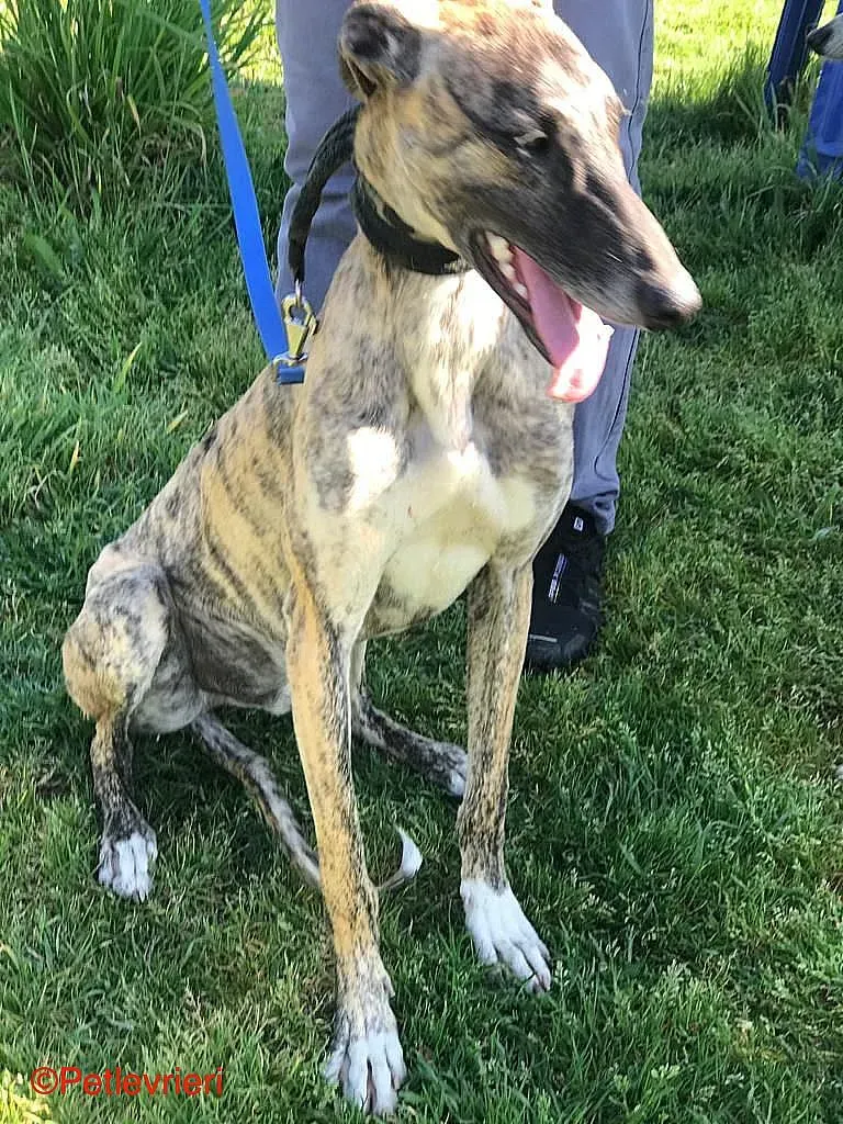 Chip8223 adozione levrieri galgo 06