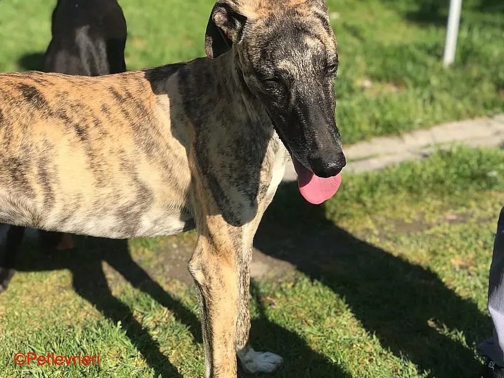 Chip8223 adozione levrieri galgo 07