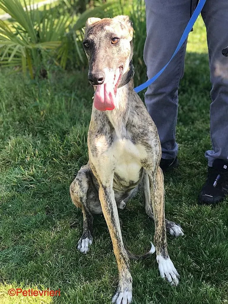 Chip8223 adozione levrieri galgo 08