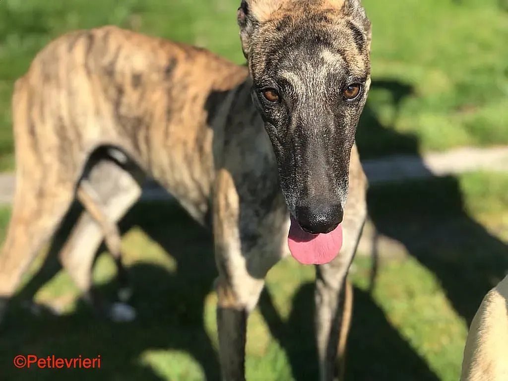 Chip8223 adozione levrieri galgo 09