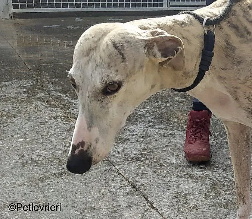 Chip9603 adozione levrieri galgo 01