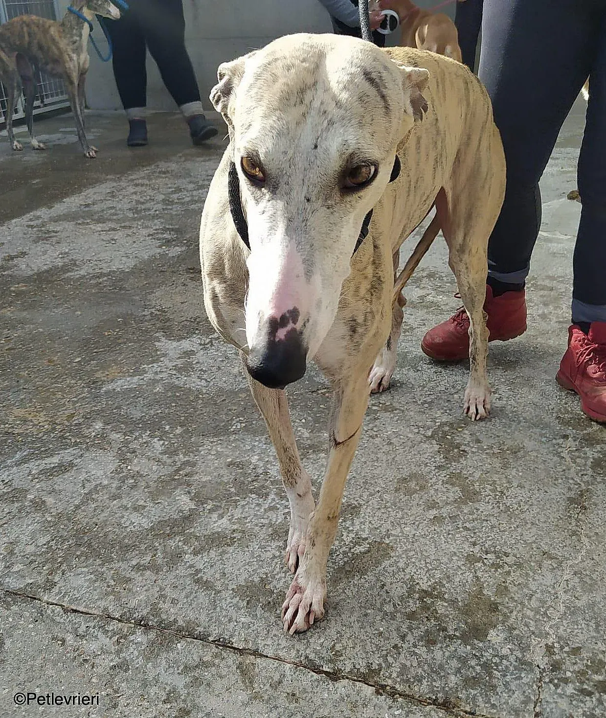 Chip9603 adozione levrieri galgo 011