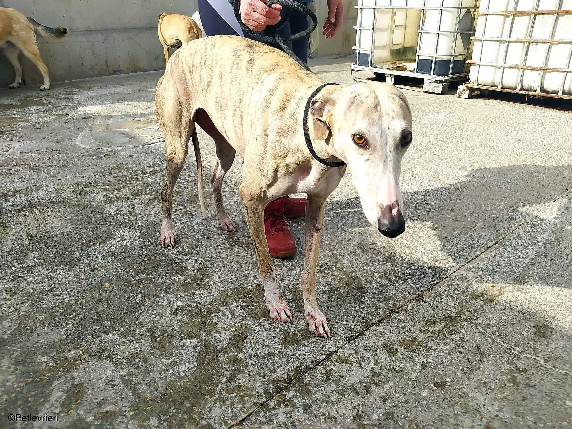 Chip9603 adozione levrieri galgo 012