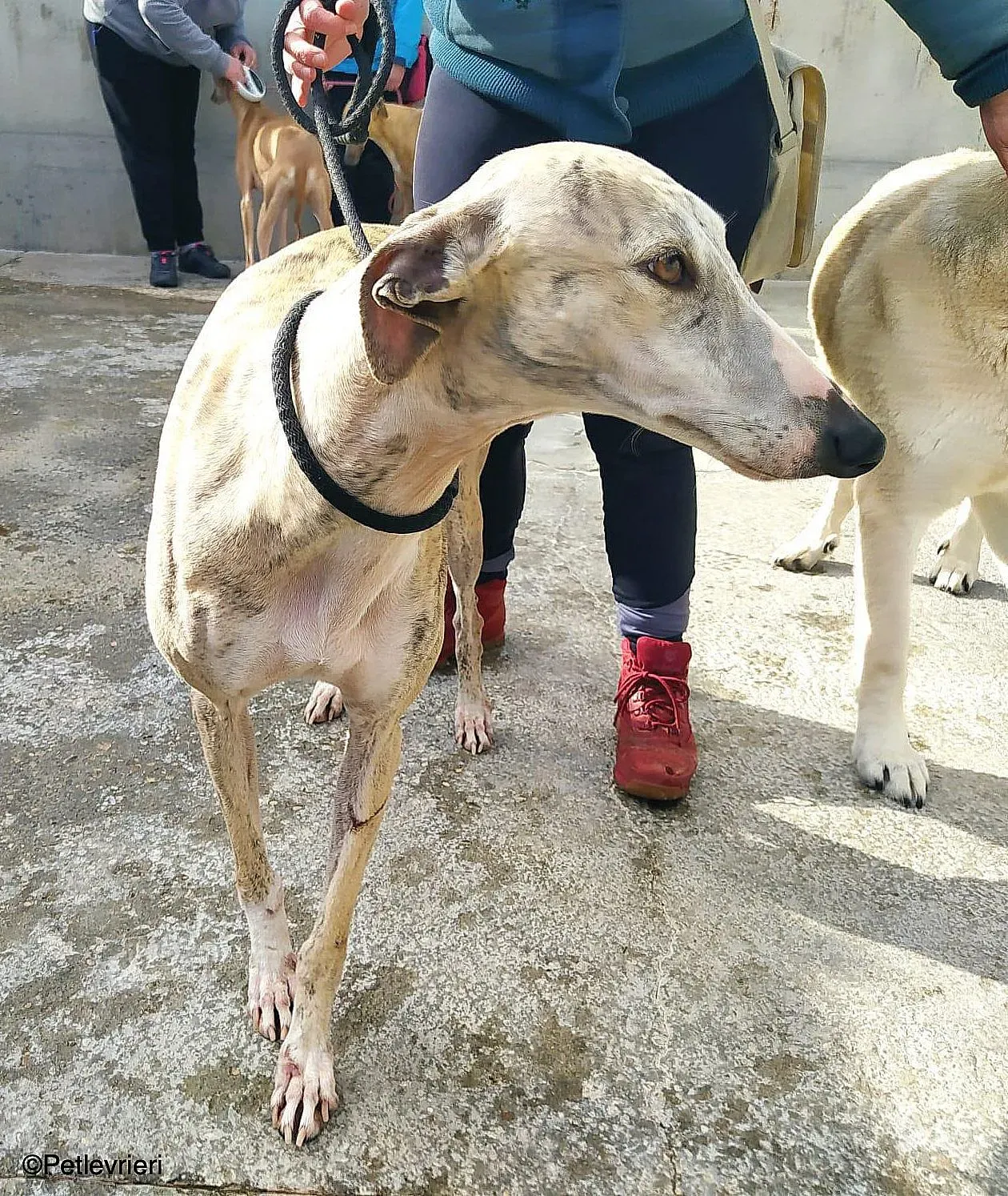 Chip9603 adozione levrieri galgo 014