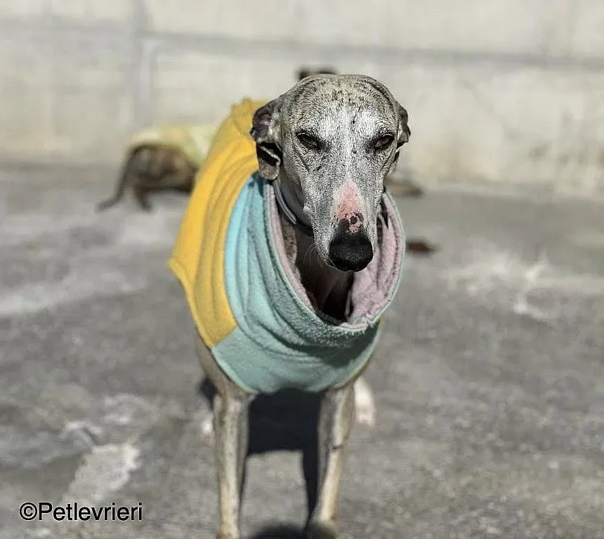 Chip9603 adozione levrieri galgo 02