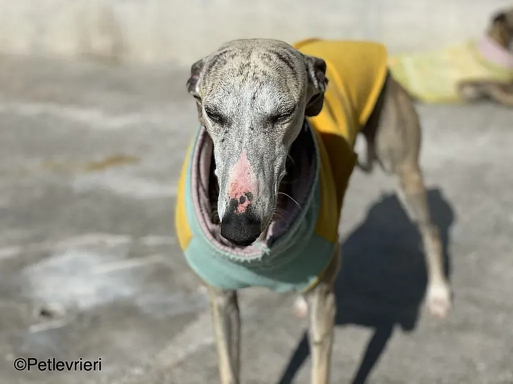 Chip9603 adozione levrieri galgo 05