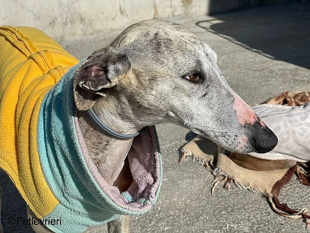 Chip9603 adozione levrieri galgo 07