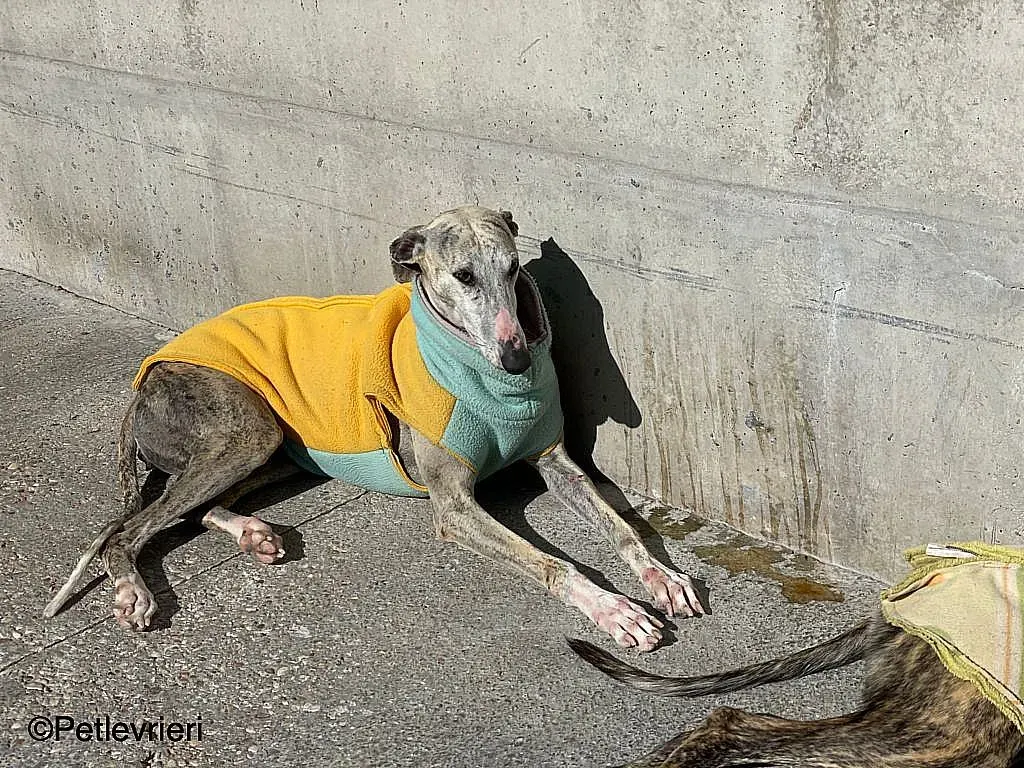 Chip9603 adozione levrieri galgo 09