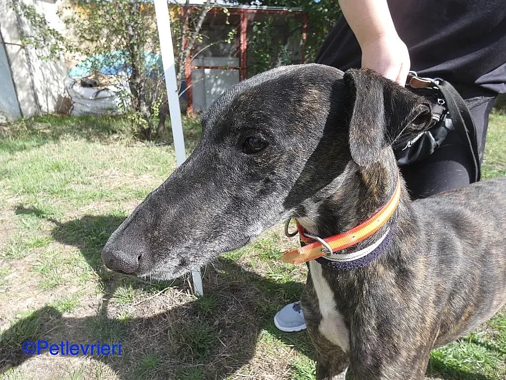 Chip98643 adozione levrieri galgo 02