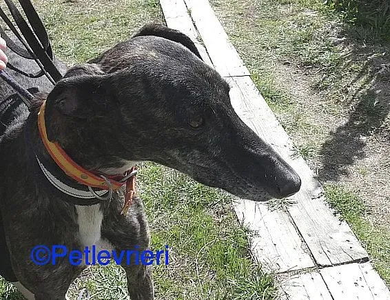 Chip98643 adozione levrieri galgo 03