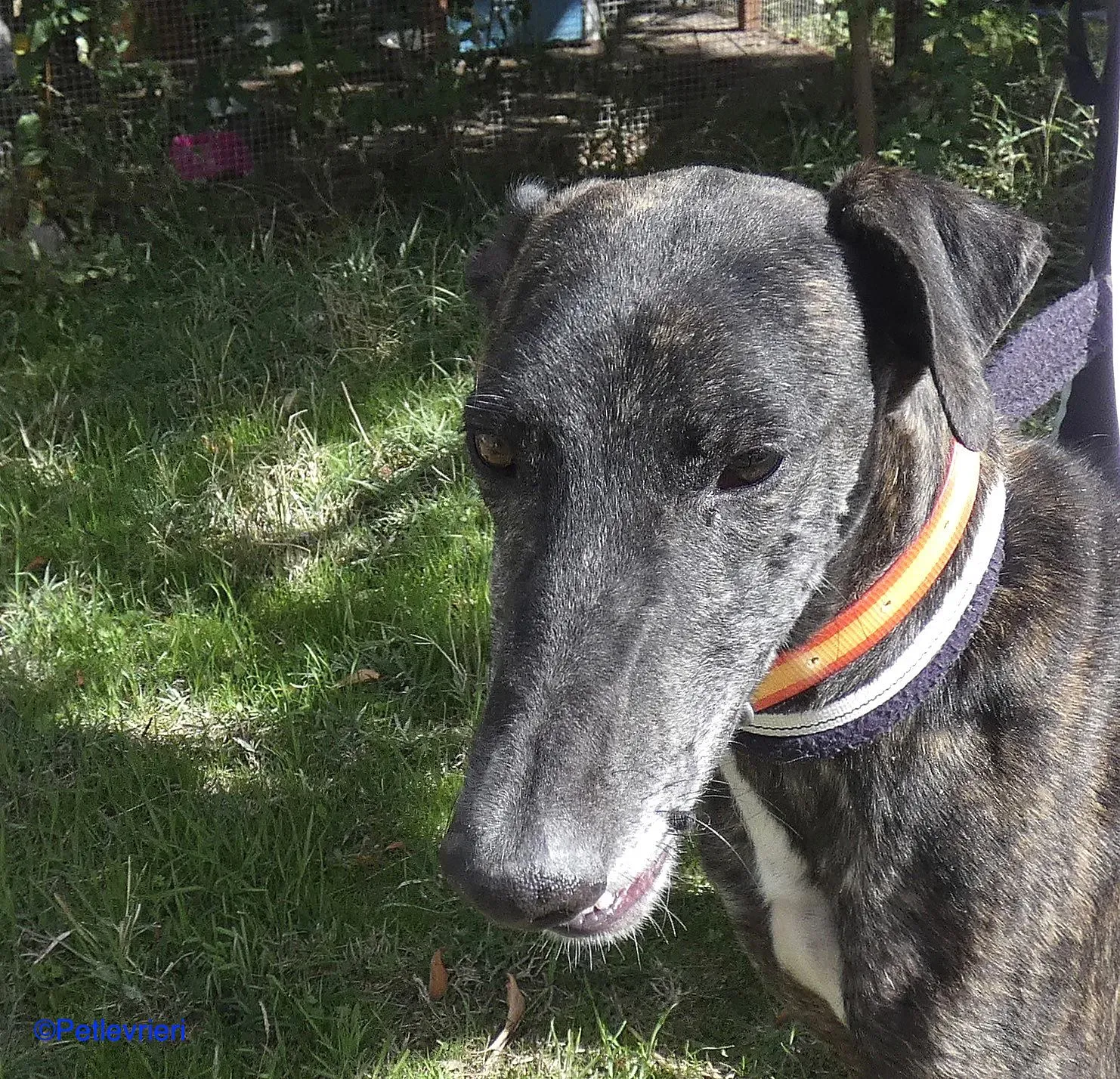 Chip98643 adozione levrieri galgo 04