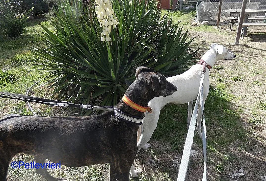 Chip98643 adozione levrieri galgo 06