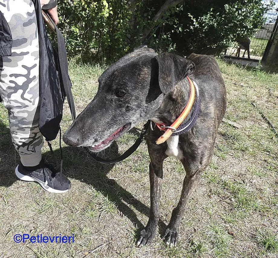 Chip98643 adozione levrieri galgo 07