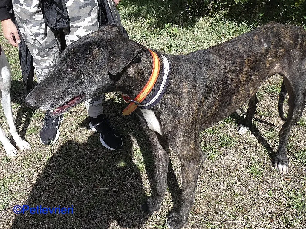 Chip98643 adozione levrieri galgo 08