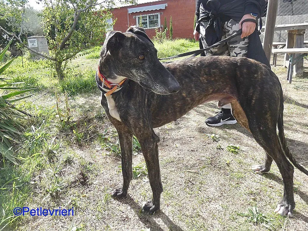 Chip98643 adozione levrieri galgo 09