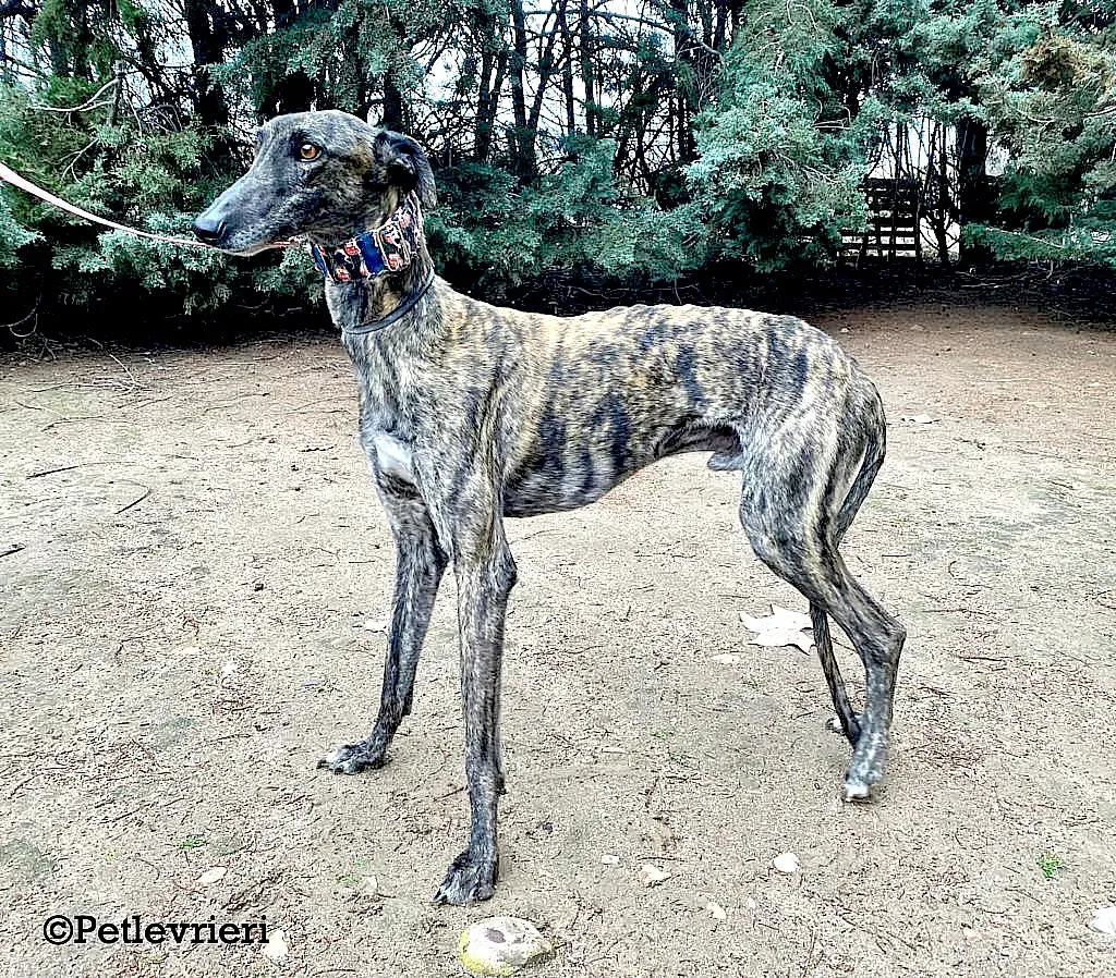 Cholo adozione levrieri galgo 01