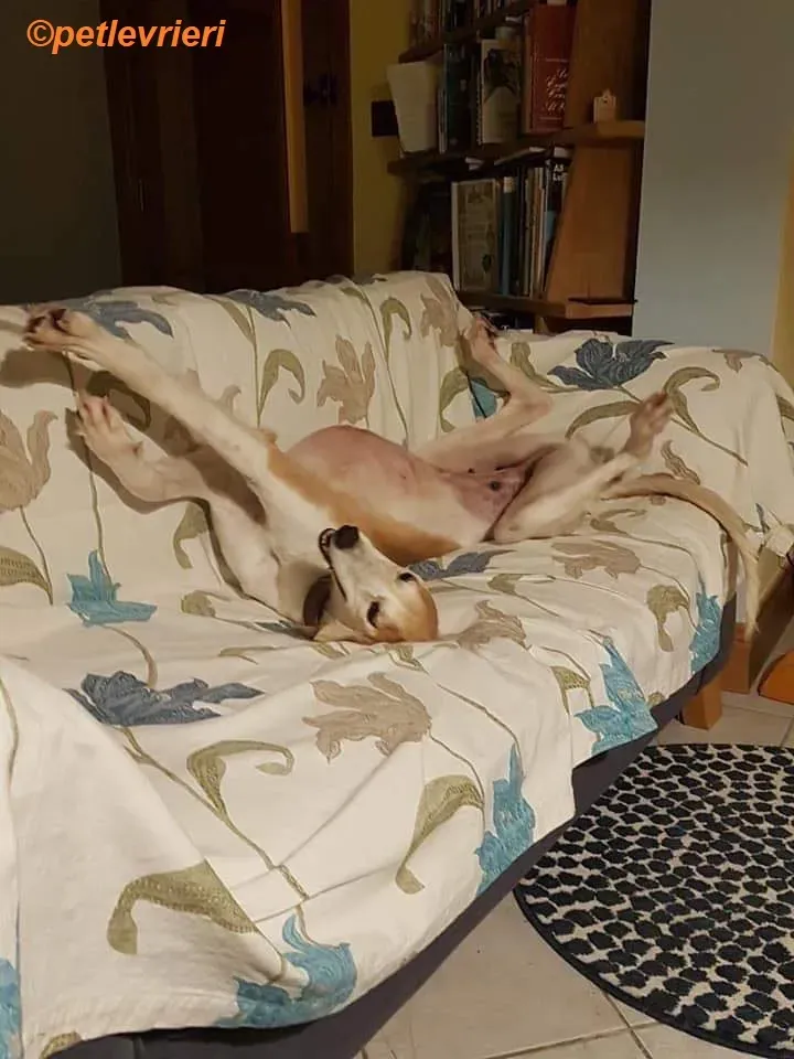 Chorus adozione levrieri greyhound 1