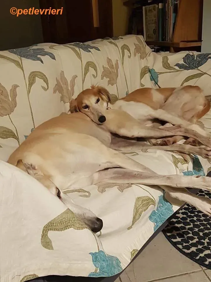 Chorus adozione levrieri greyhound 2