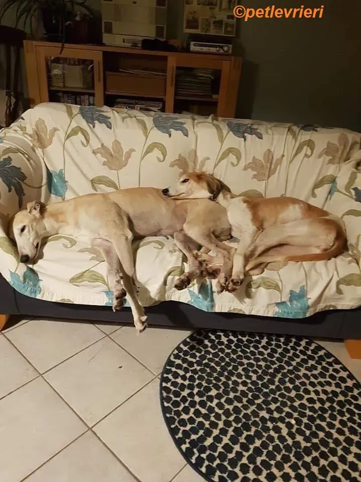 Chorus adozione levrieri greyhound 3