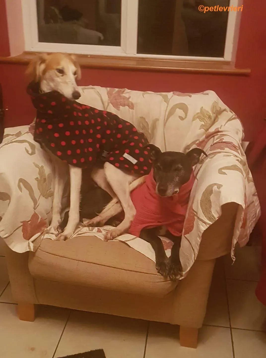 Chorus adozione levrieri greyhound 4