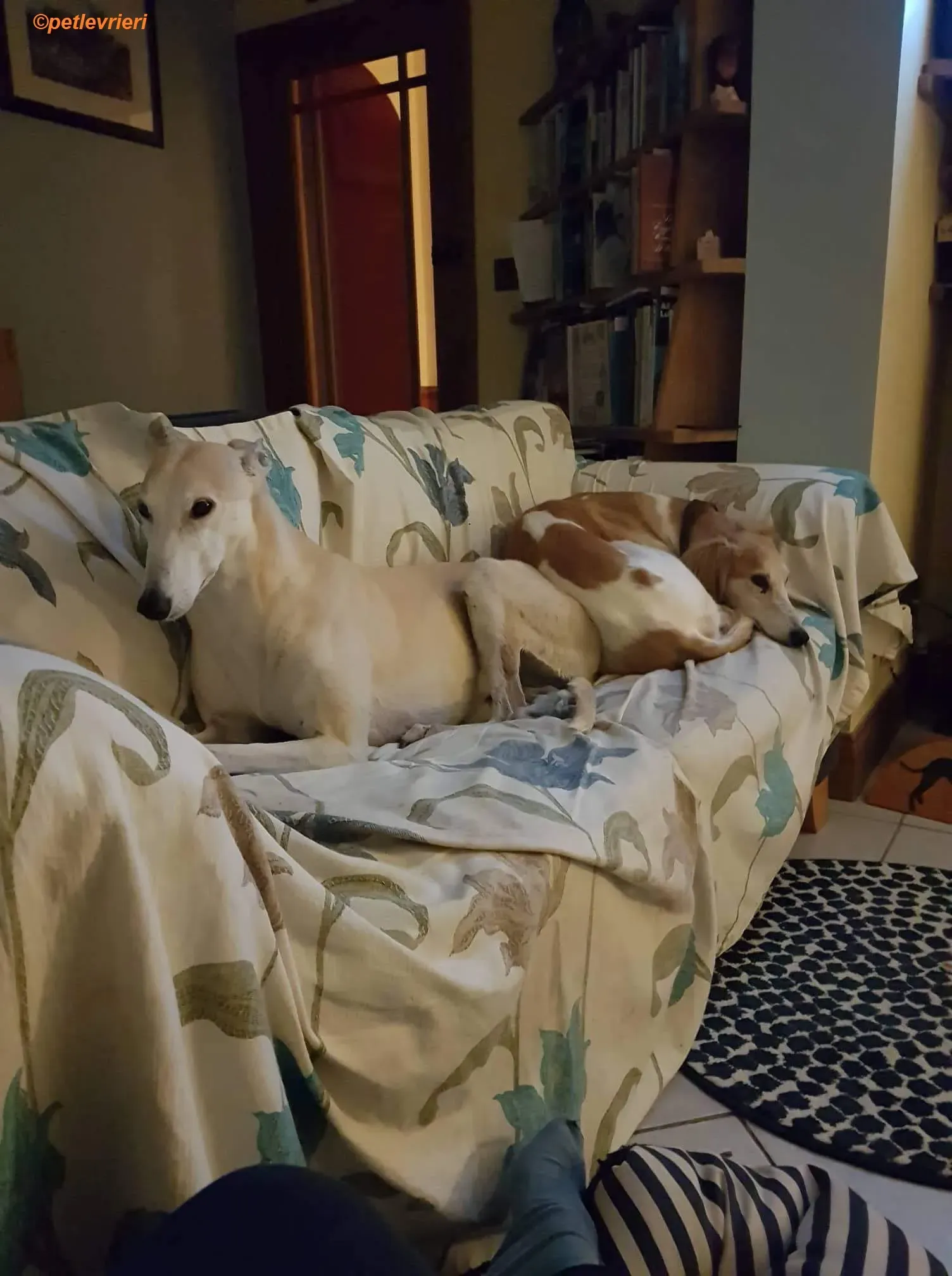 Chorus adozione levrieri greyhound 5