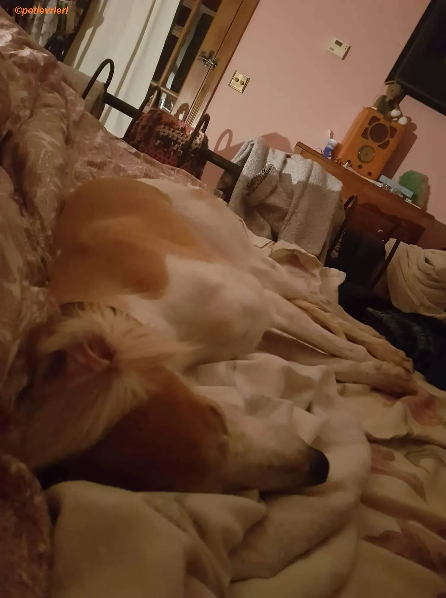 Chorus adozione levrieri greyhound 6