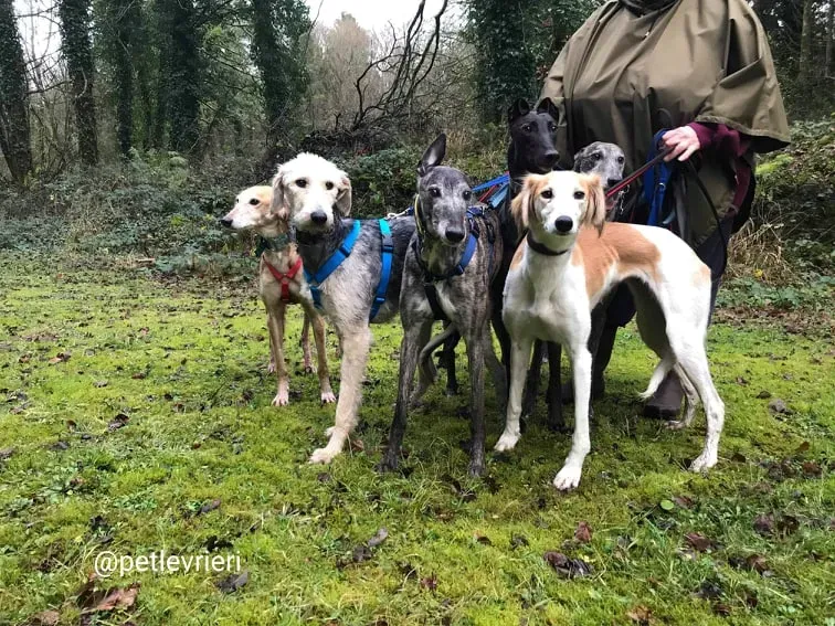 Chorus adozione saluki
